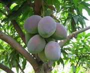 华坪天气预报15天